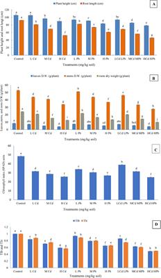 Evaluation of the growth, enzymatic activity, electrolyte leakage, and phytoremediation efficiency of Conocarpus erectus under cadmium and lead stress